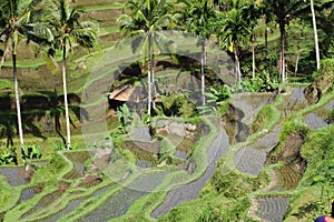 Bali rice terraces, Indonesia