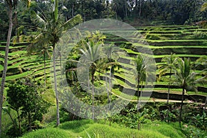 Bali rice terraces with palm trees