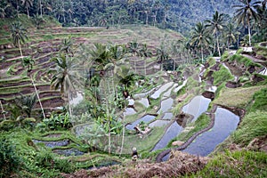 Bali rice terraces. The rice field terraces that used traditional irrigation system. Tegalallang, Ubud
