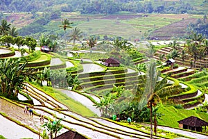 Bali Rice Terraces. Rice fields of Jatiluwih