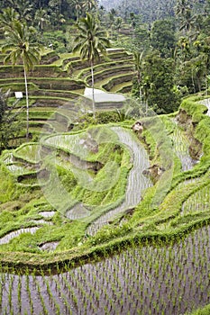 Bali ricefield photo