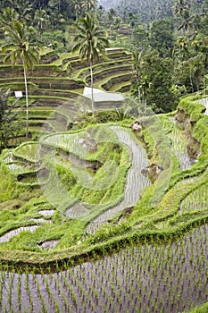 Bali ricefield