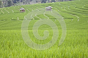 Bali ricefield photo