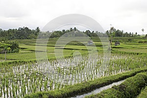 Bali, Ricefield photo