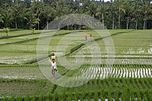 Bali, Ricefield