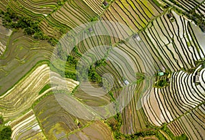 Bali ricefield aerial shot top view