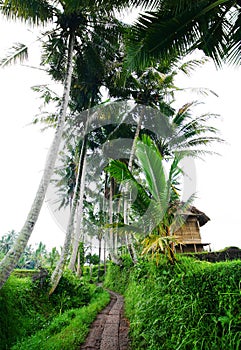 Bali rural scenic view with farmer hut