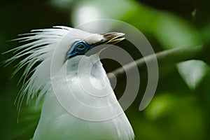 Bali starling bird photo