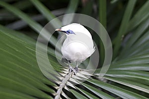 Bali starling (Leucopsar rothschildi) photo