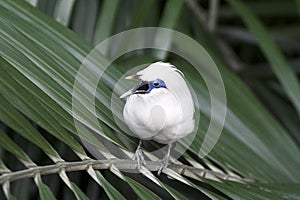 Bali starling (Leucopsar rothschildi)