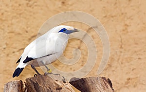 Bali Starling (Leucopsar rothschildi) bird