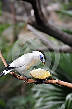 Bali Starling and the pipeapple