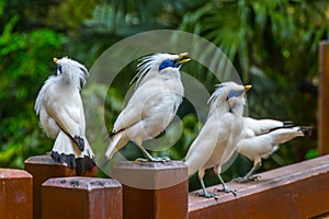 Bali Starlings