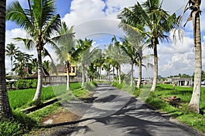 Bali street with coconut trees and rice