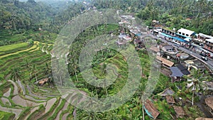 The Bali Terrace Rice Fields