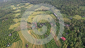 The Bali Terrace Rice Fields