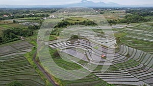 The Bali Terrace Rice Fields