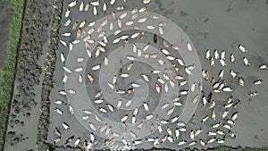 The Bali Terrace Rice Fields