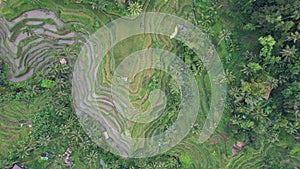 The Bali Terrace Rice Fields
