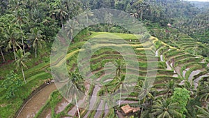The Bali Terrace Rice Fields