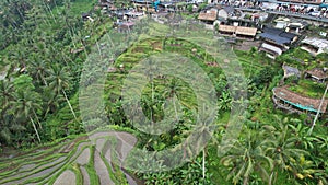 The Bali Terrace Rice Fields