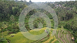 The Bali Terrace Rice Fields