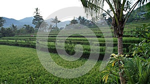 The Bali Terrace Rice Fields