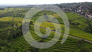The Bali Terrace Rice Fields