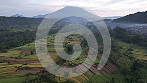 The Bali Terrace Rice Fields