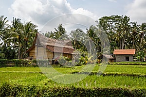 Bali village concept. Beautiful jungle and rice fields of Asia