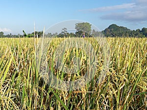 Bali Wild Rice Field Global Food Shortage Coronavirus Prepper Outbreak Trade Restrictions Inflation Nature Farm Crops Plantation 