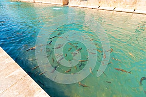 Balikligol. Fishes in the Pool of Abraham or Balikligol in Sanliurfa Turkey photo