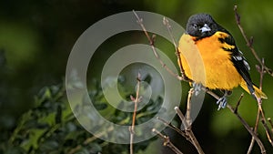 Balimore Oriole Perched on Limb