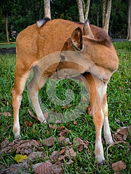 Balinese calf