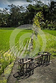 Balinese carrying bamboo baskets