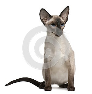 Balinese cat, 5 years old, sitting