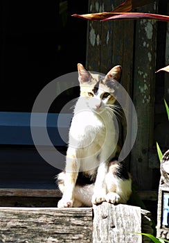 Balinese cat in a doorway Canggu bali