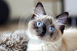 Balinese cat - Originated in the United States