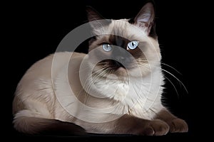 Balinese cat - Originated in the United States (Generative AI)