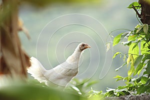 Balinese Chicken