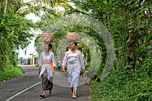 Balinese country road