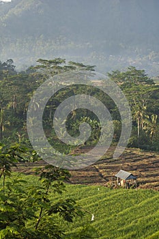 Balinese fields and hills