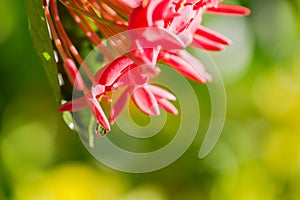 Fiore dopo la pioggia. tropicale fiore sul verde foglie 