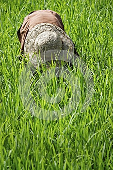 Balinese with hat working in rice field