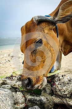 Balinese Hindu Offerings Called Canang eaten by a Cow