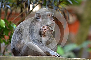 Balinese long-tailed Crab-eating macaque monkey mother and infan