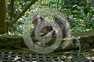 Balinese long tailed macaque monkeys in Ubud Monkey Forest, Ubud, Bali