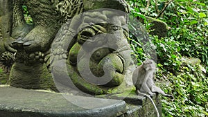 Balinese long tailed macaque sits beside a statue