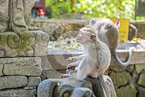 Balinese long-tailed monkey kid Macaca Fascicularis eats the fruits on Monkey Forest, Ubud