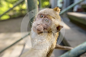 Balinese long-tailed monkey kid Macaca Fascicularis taking a selfie on Monkey Forest, Ubud